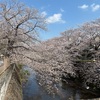 花見