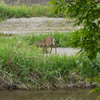 鹿のいる風景。