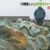 寒さの影響は農業にも　キャベツの葉が変色【熊本】