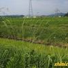 河川堤防の植物－164．タチスズメノヒエ－