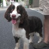 ＜Thanks! 2012.01＞No.110816TH-ESSF220（ｽﾌﾟﾘﾝｶﾞｰｽﾊﾟﾆｴﾙ 3〜4歳 13kg ♀）