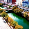 京急　大岡川　桜紅葉早々