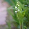 花の香りにのせて