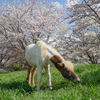 多摩川散歩、桜吹雪の合間に大丸谷戸川、ウマとキジを見る