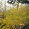 薬用植物園_秋（東京都小平市）