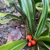 ⭐︎お花⭐︎万年青　“おもと”の実が色づきました🔴