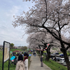 4月6日土曜日　 sakura