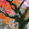 「まほろば」と歌詠みたちの光芒（奈良公園、春日大社、興福寺）