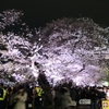 千鳥ケ淵の桜。