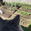 【家庭菜園2019】野菜は小さな実りを迎え、雑草も生い茂る〜