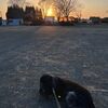 夕方の散歩は、ベス🐕‍🦺のリクエスト・・・忙しかった１日の終わりに
