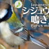 シジュウカラの鳴き声【野鳥図鑑・鳴き声図鑑】Parus minor　Great tit