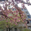 八重桜