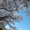 桜・２０２５🌸　短歌、隅田公園ゆらり