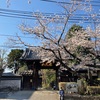 谷中の桜(その2)  台東区谷中