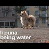 今日の動画。 - Lali Puna: Being Water