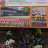 横浜公園 2022年3月の花　その３