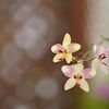 突然の真冬日、神代植物公園 大温室