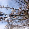 鎌倉の桜、開花しました