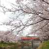 岩徳線&錦川鉄道　桜