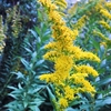 セイタカアワダチソウの黄色い花