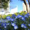 日比谷公園のネモフィラはどこに咲いている？見頃はいつ？2026年開花状況と初夏の見どころを紹介（東京都千代田区）