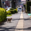 近隣住宅街のねこさん