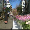 熊本市の並木坂を春の花で彩るイベント