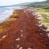 カリブ海；異常繁殖の藻の脅威