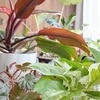 2024年12月～2025年3月にかけて我が家で冬越した観葉植物を紹介します。今季はほぼ全ての品種が春を迎えられました