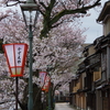 金沢の桜は満開「主計町」