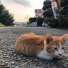 子猫のこと