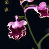 今日の花（2012.5.22）