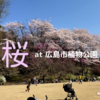 春だ！桜シーズンの広島市植物公園へ。2022年さくらまつり