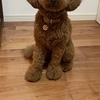 犬の手作り超簡単手作りおやつ