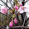 もう桜？・・