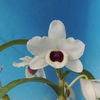 Dendrobium Yukidaruma' Shuran'（先祖返り）