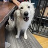 雪とJOYの日々