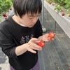 今年2回目のいちご狩り