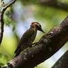 アオシマオゲラ(Green-barred Woodpecker)