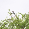 ライラックニシブッポウソウ Lilac-breasted Roller 1
