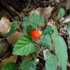 Rubus microphyllus　ニガイチゴ