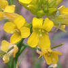 (361) Brassica juncea