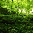 本の生る森
