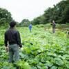 援農レポート　町田市～日野市