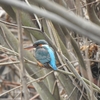 秘密の野鳥スポット？