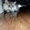 長男夫婦宅の猫さんとお留守番