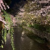 #祇園白川 #京都 #祇園 #桜  #gionshirakawa #kyoto #gion #sakura #cherryblossom #japan 
