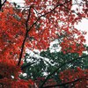 今年の紅葉