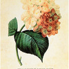 HYDRAMGEA｜紫陽花 Thankfulness for Understanding